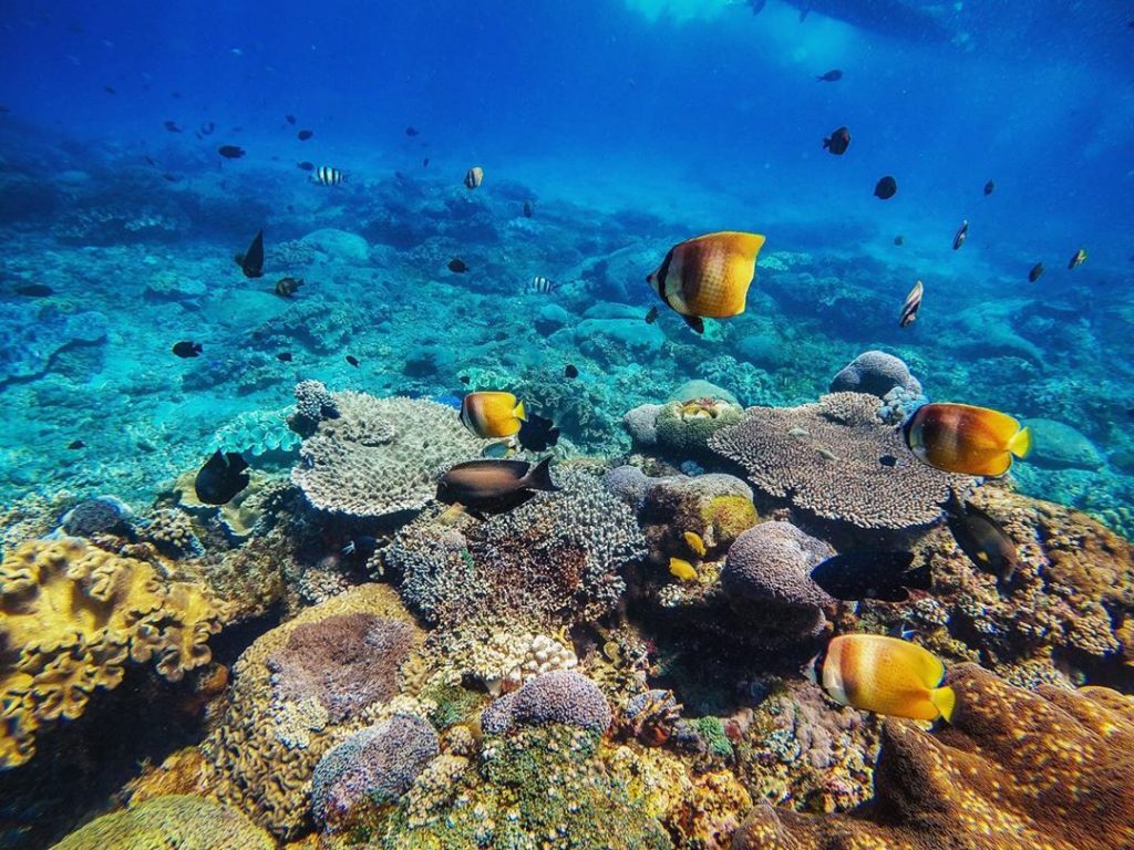 The Wonders of Nusa Penida Diving is Summer Perfect