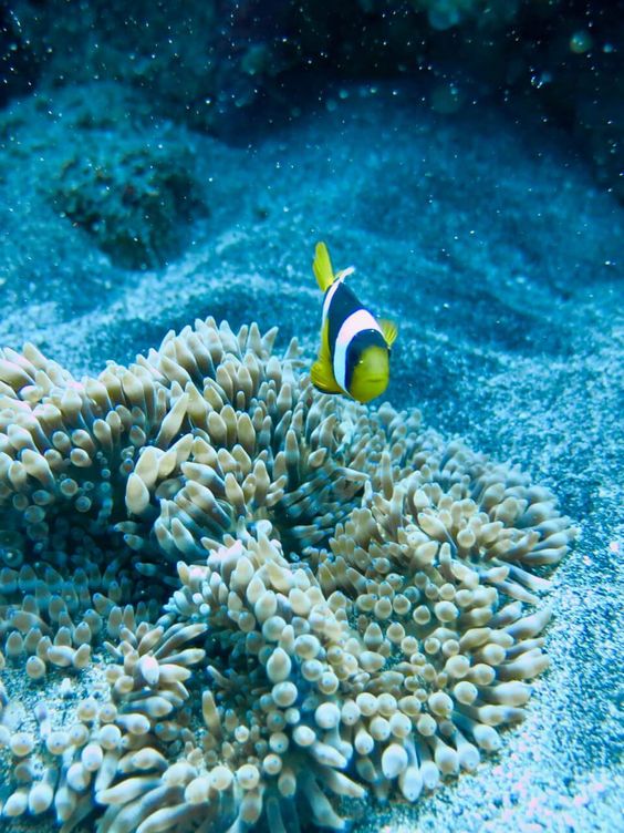 Best Diving in Bali Tips for All
