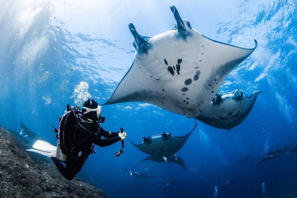 The Wonders of Nusa Penida Diving is Summer Perfect