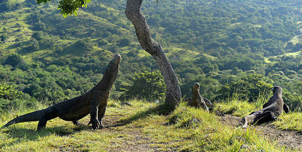 Meet Komodo dragons at UNESCO Heritage Komodo Island