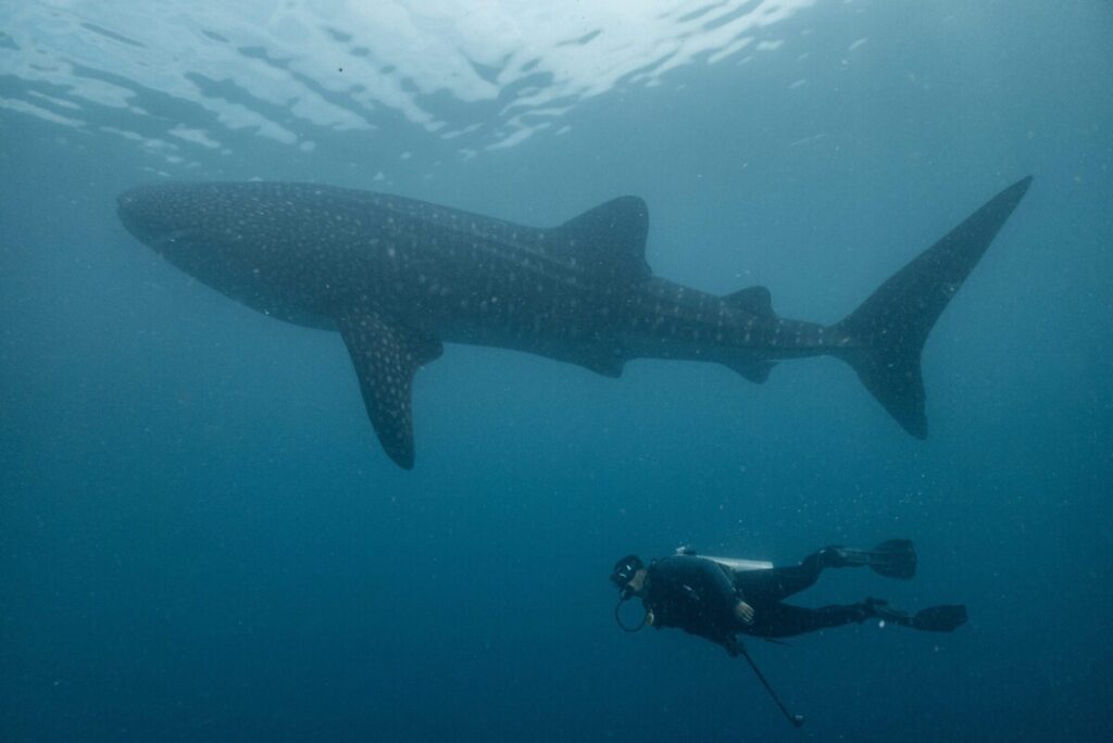 diving with Whale Sharks and Jakare